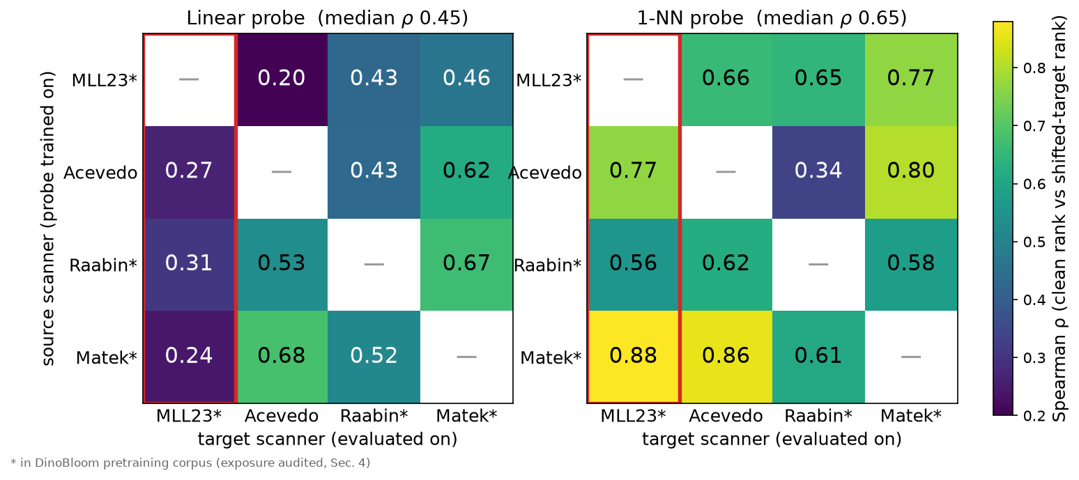 Two heatmaps of Spearman rank correlation between in-domain and shifted-target encoder rankings across 15 encoders, for a linear probe (left) and a 1-NN probe (right). Every domain is used as source in turn. Linear-probe correlations range from 0.20 to 0.68 with a median of 0.45, and the MLL23 target column is lowest at 0.24 to 0.31. The 1-NN panel is higher on average, 0.34 to 0.88 with a median of 0.65, but Acevedo to Raabin drops to 0.34.